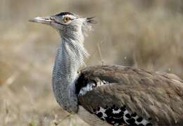 Image of Kori Bustard