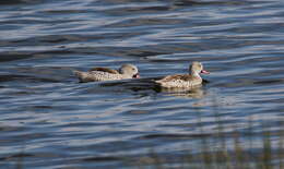 Image of Cape Teal