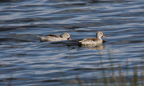 Image of Cape Teal