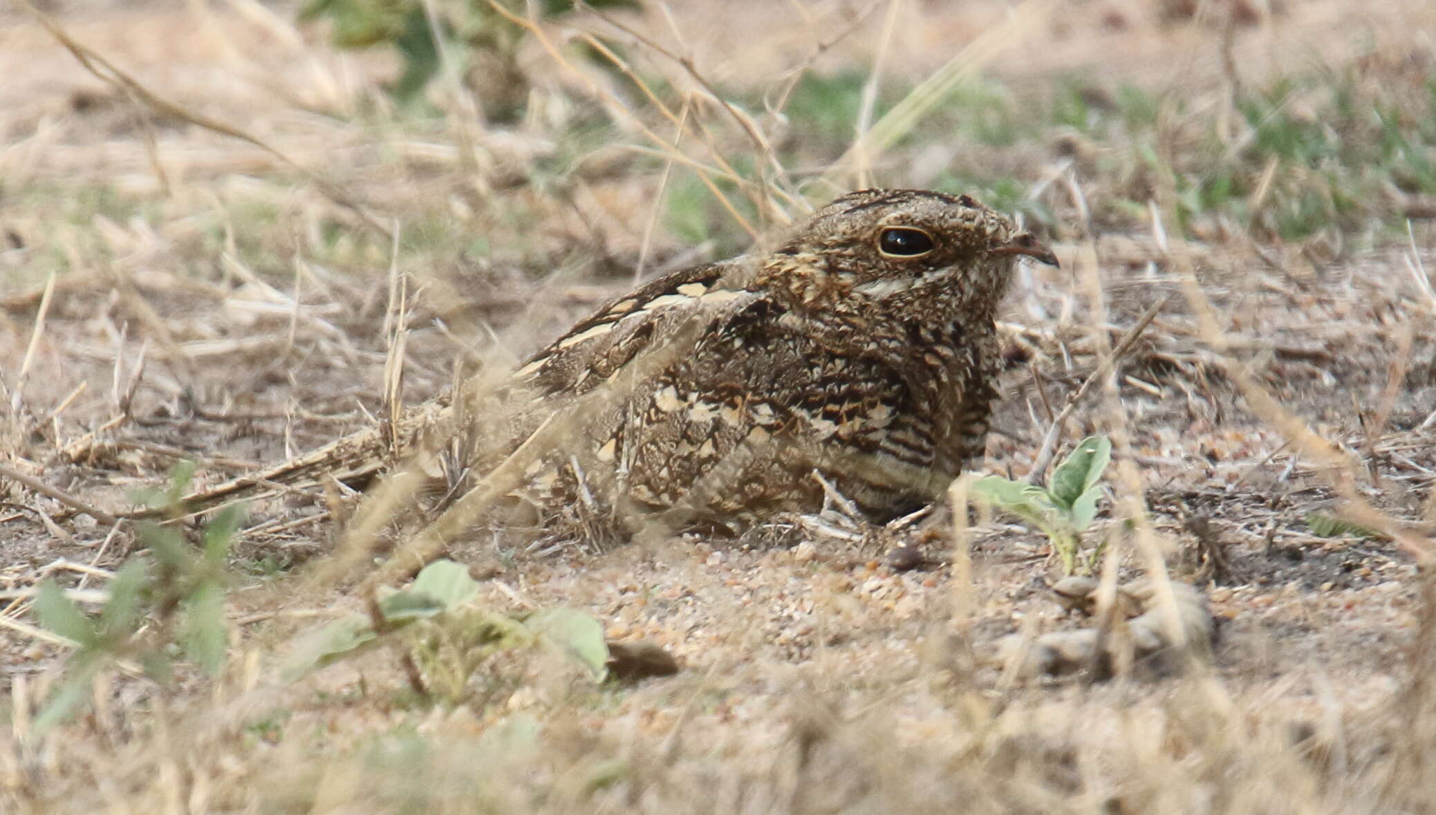 Image of Slender-tailed Nightjar