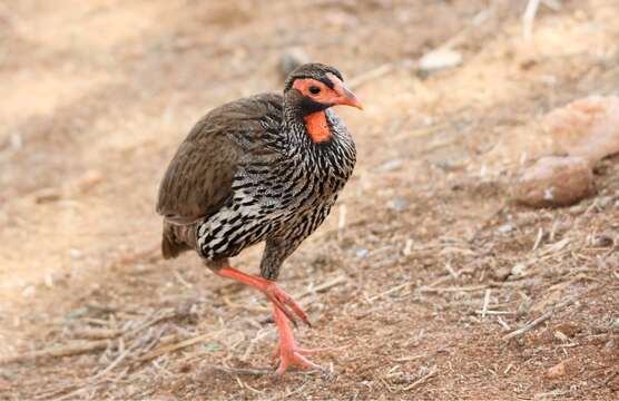 Image of Red-necked Francolin