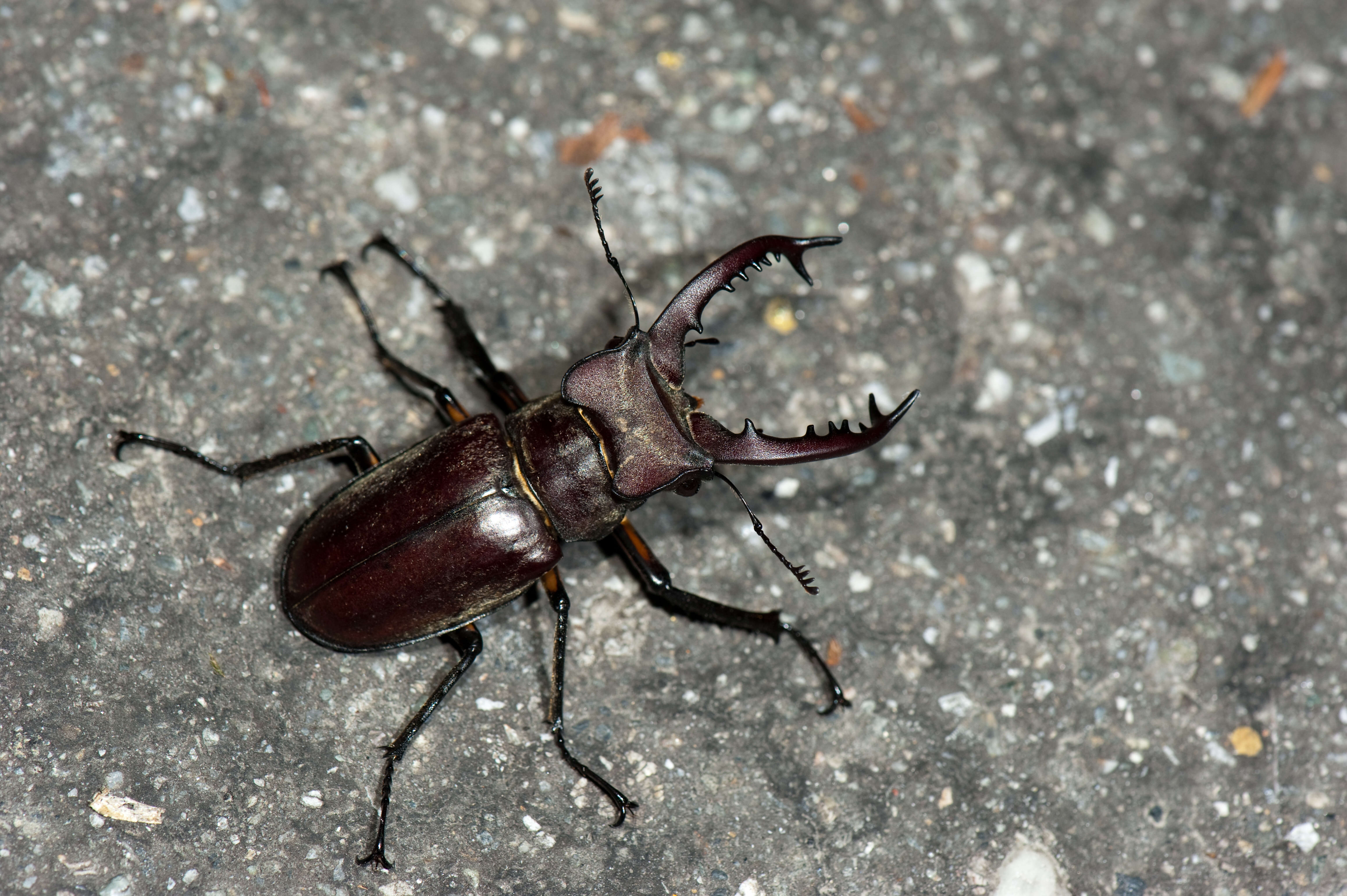 Image of Lucanus maculifemoratus Motschulsky 1861