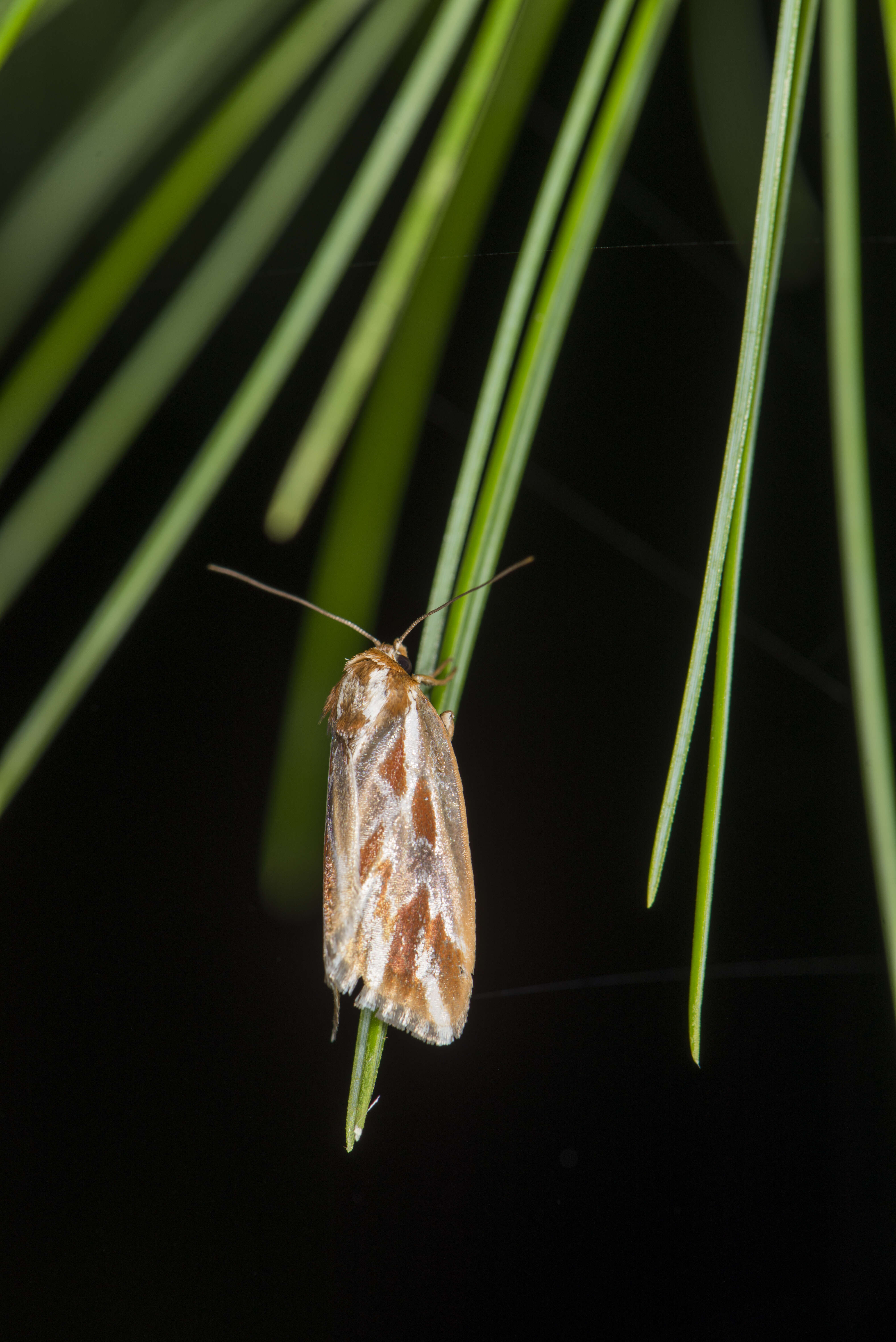 Image of Narangodes confluens