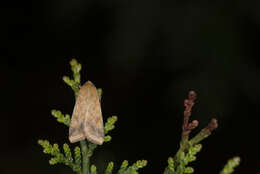 Image of cotton bollworm