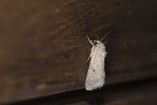 Image of Spodoptera pecten Guenée 1852