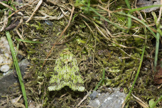 Image of Diphtherocome autumnalis