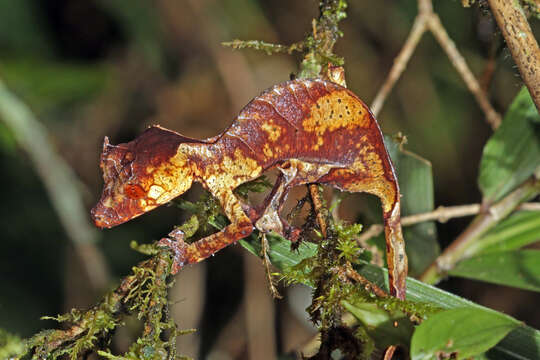 صورة Uroplatus phantasticus (Boulenger 1888)