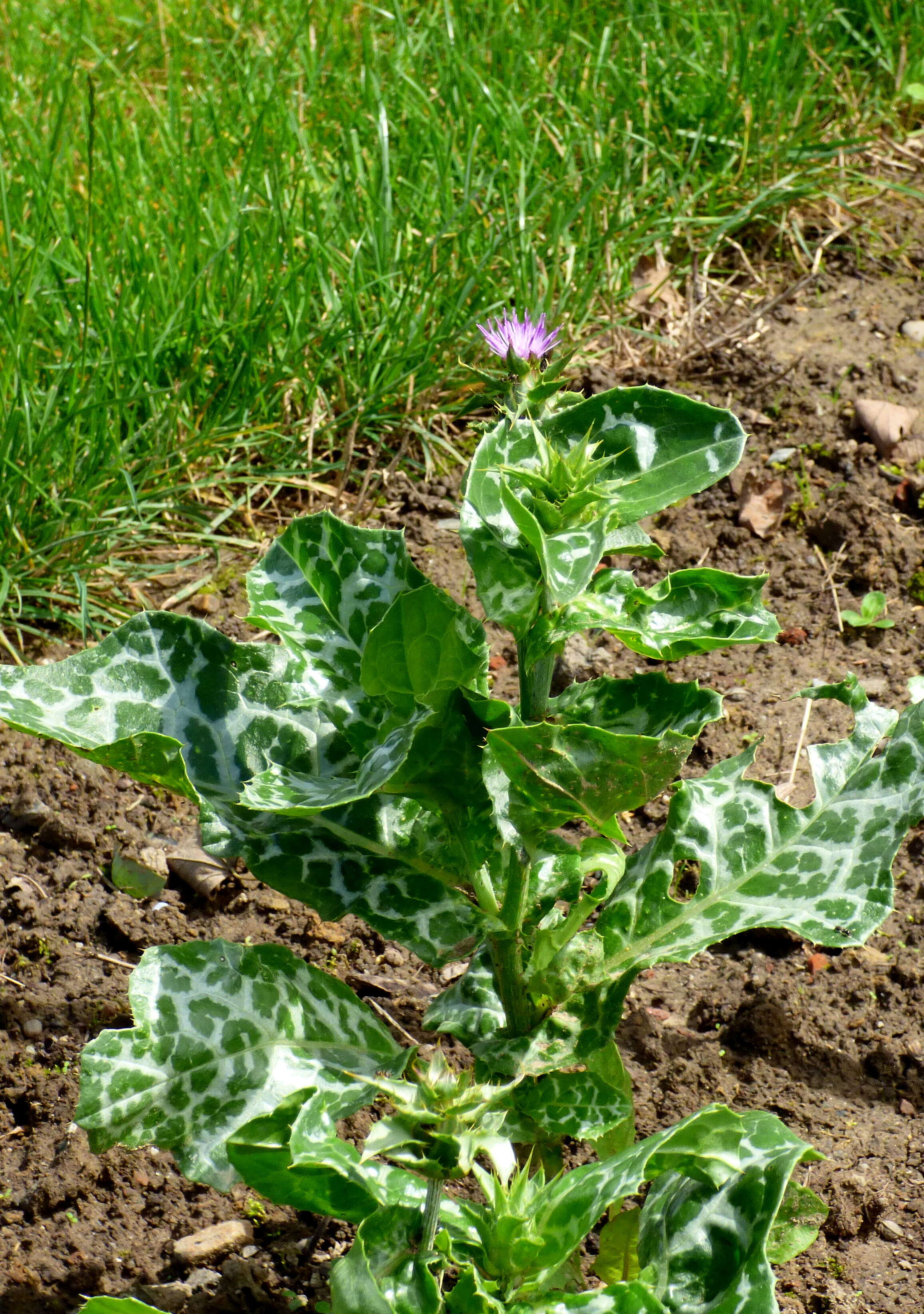 Image of Milk thistle