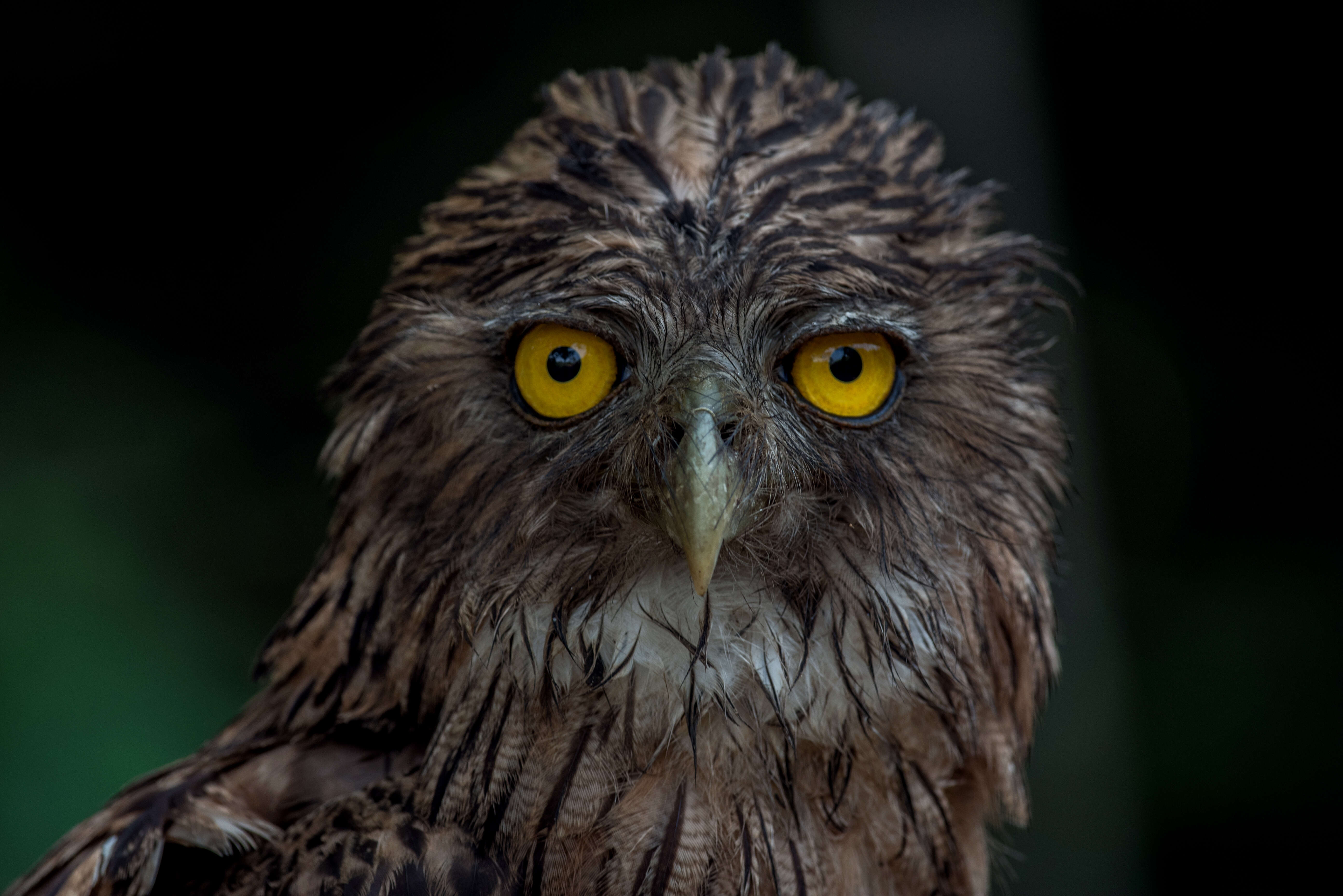 Image of Brown Fish Owl