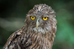 Image of Brown Fish Owl