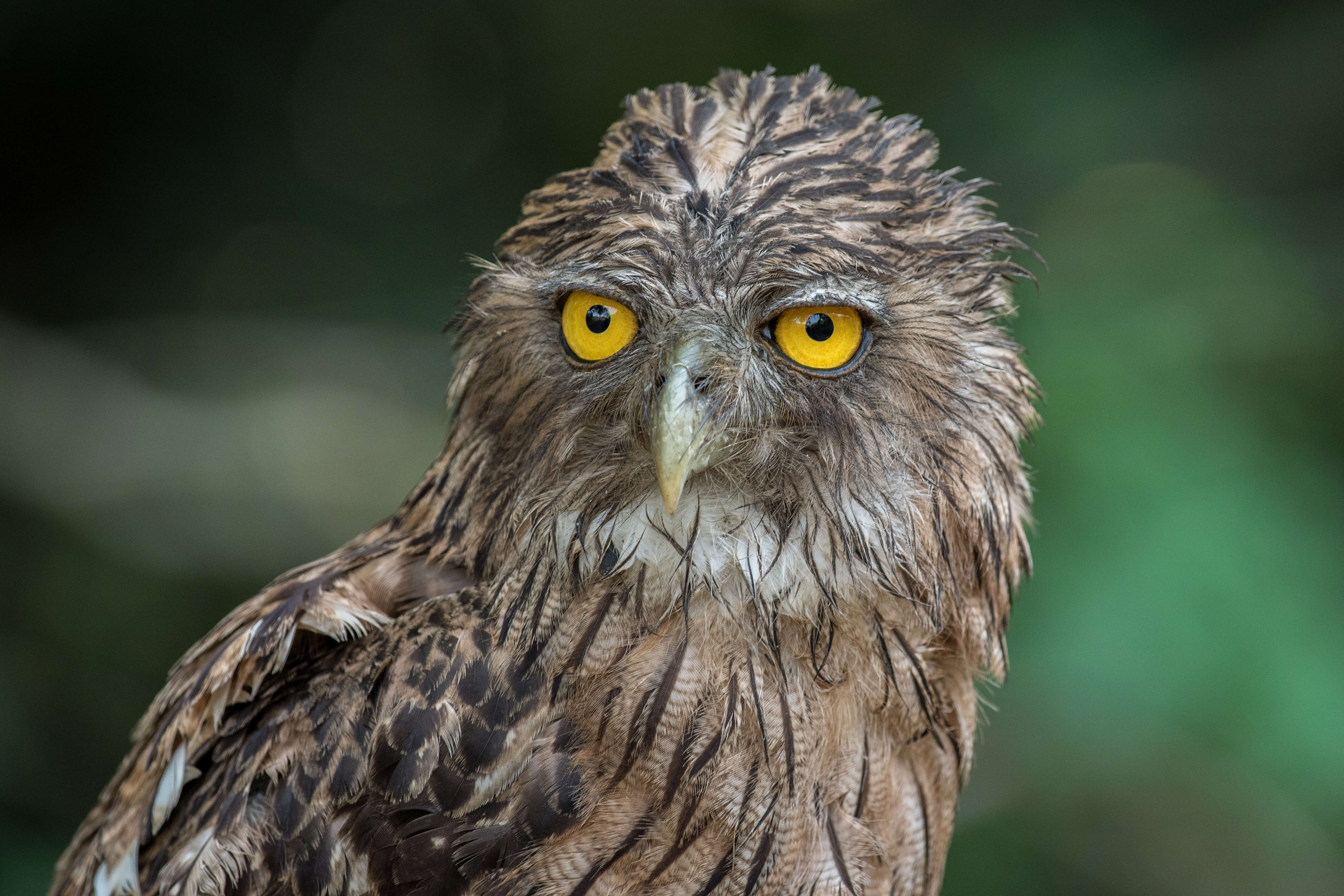 Image of Brown Fish Owl
