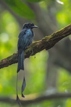 Imagem de Dicrurus paradiseus (Linnaeus 1766)