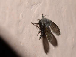 Image of Clogmia albipunctata