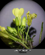 Image of common dogmustard