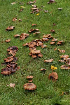 Image of Armillaria gallica Marxm. & Romagn. 1987