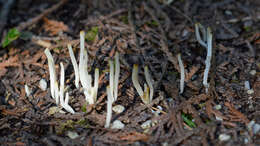 Image of Fairy fingers