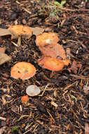 Image of Leratiomyces ceres (Cooke & Massee) Spooner & Bridge 2008