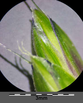 Image of black-grass