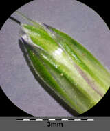 Image of black-grass