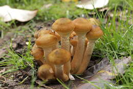 Image of Honey Fungus