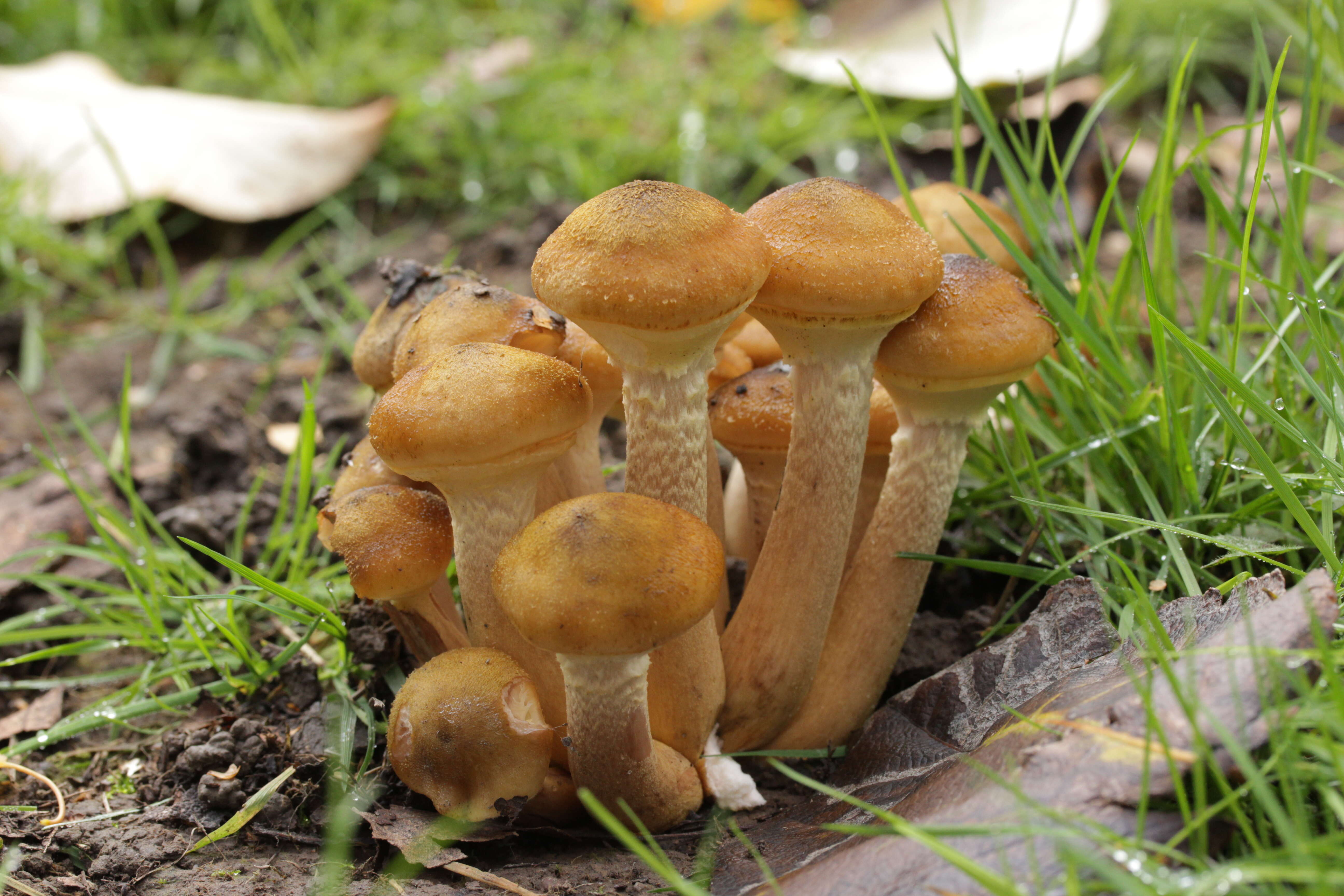 Image of Honey Fungus