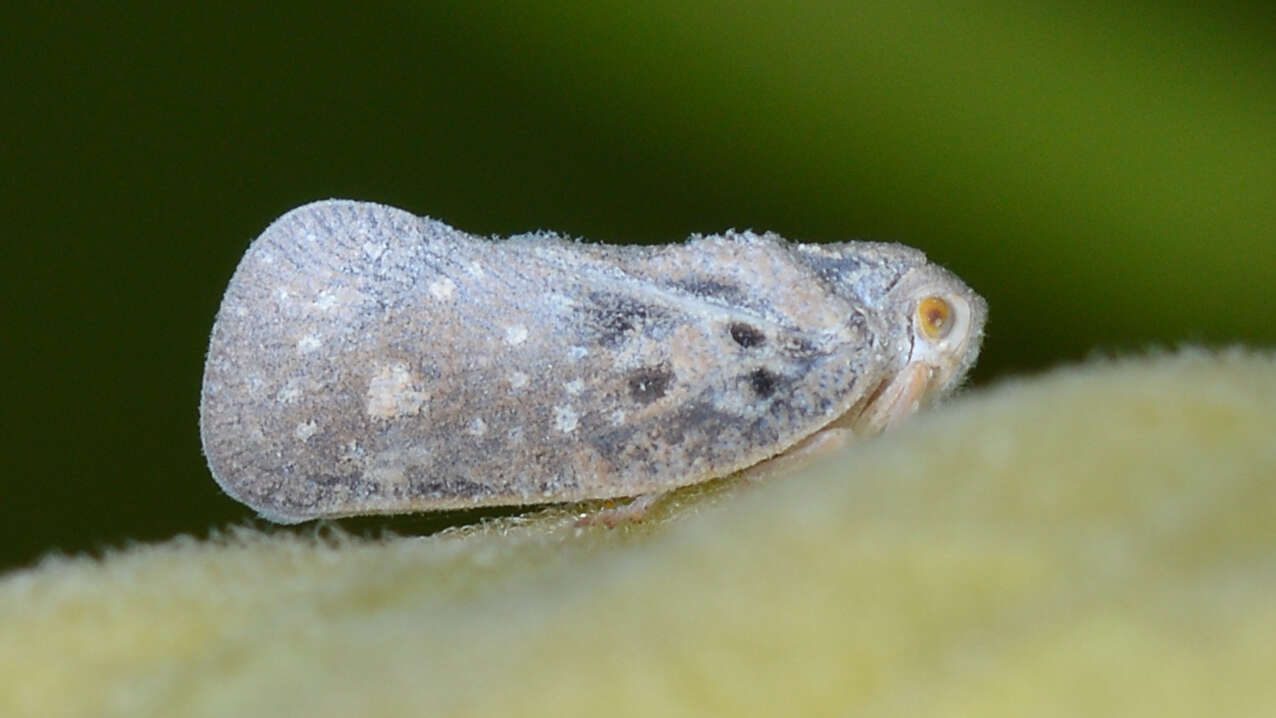 Image of Citrus Flatid Planthopper