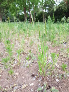 Image of black-grass