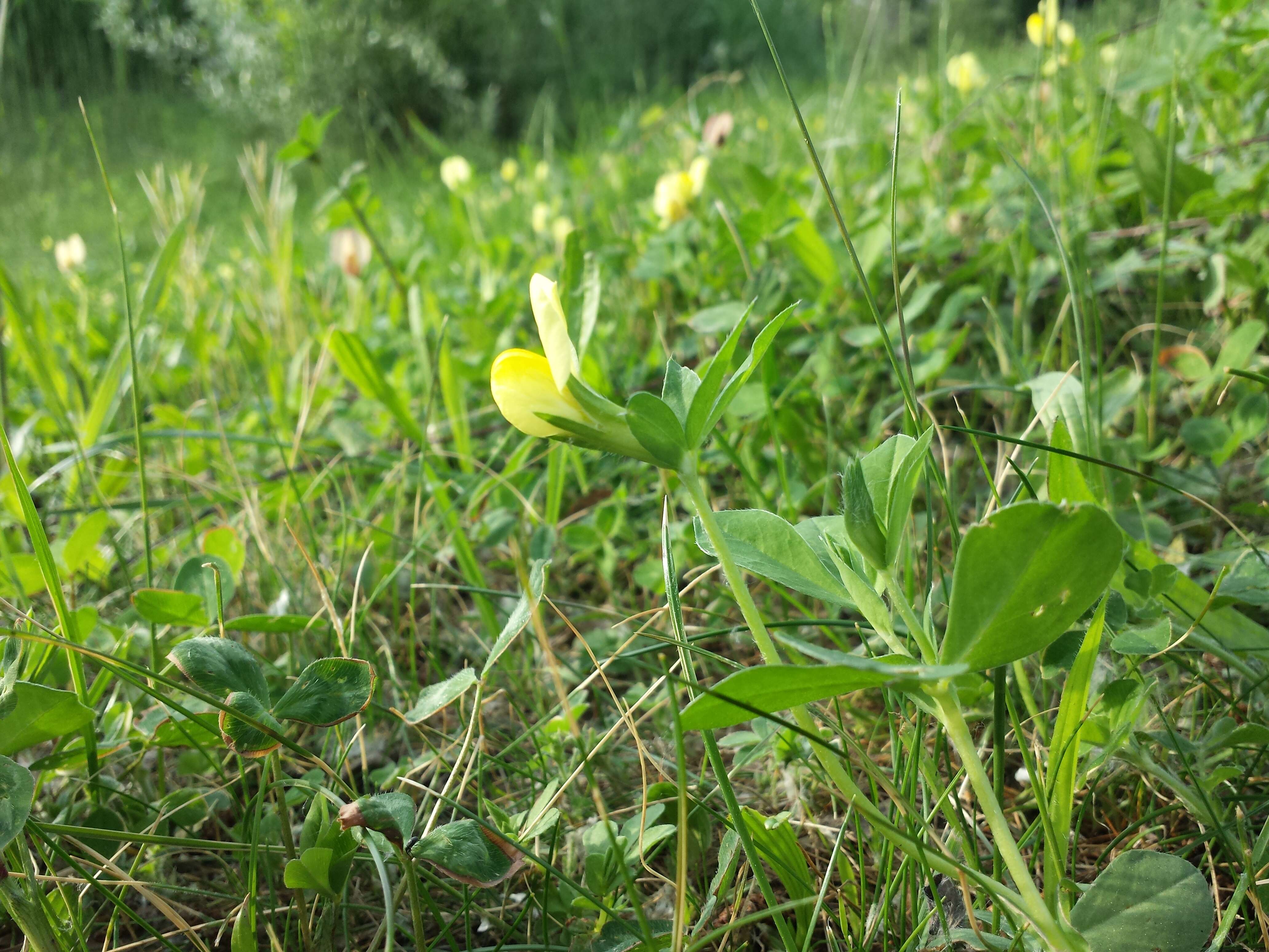 Image of dragon's teeth