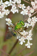 صورة Agapostemon sericeus (Förster 1771)