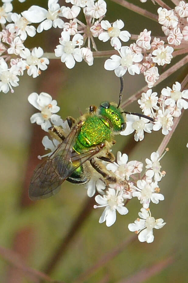 صورة Agapostemon sericeus (Förster 1771)