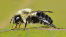 Image of Common Eastern Bumblebee