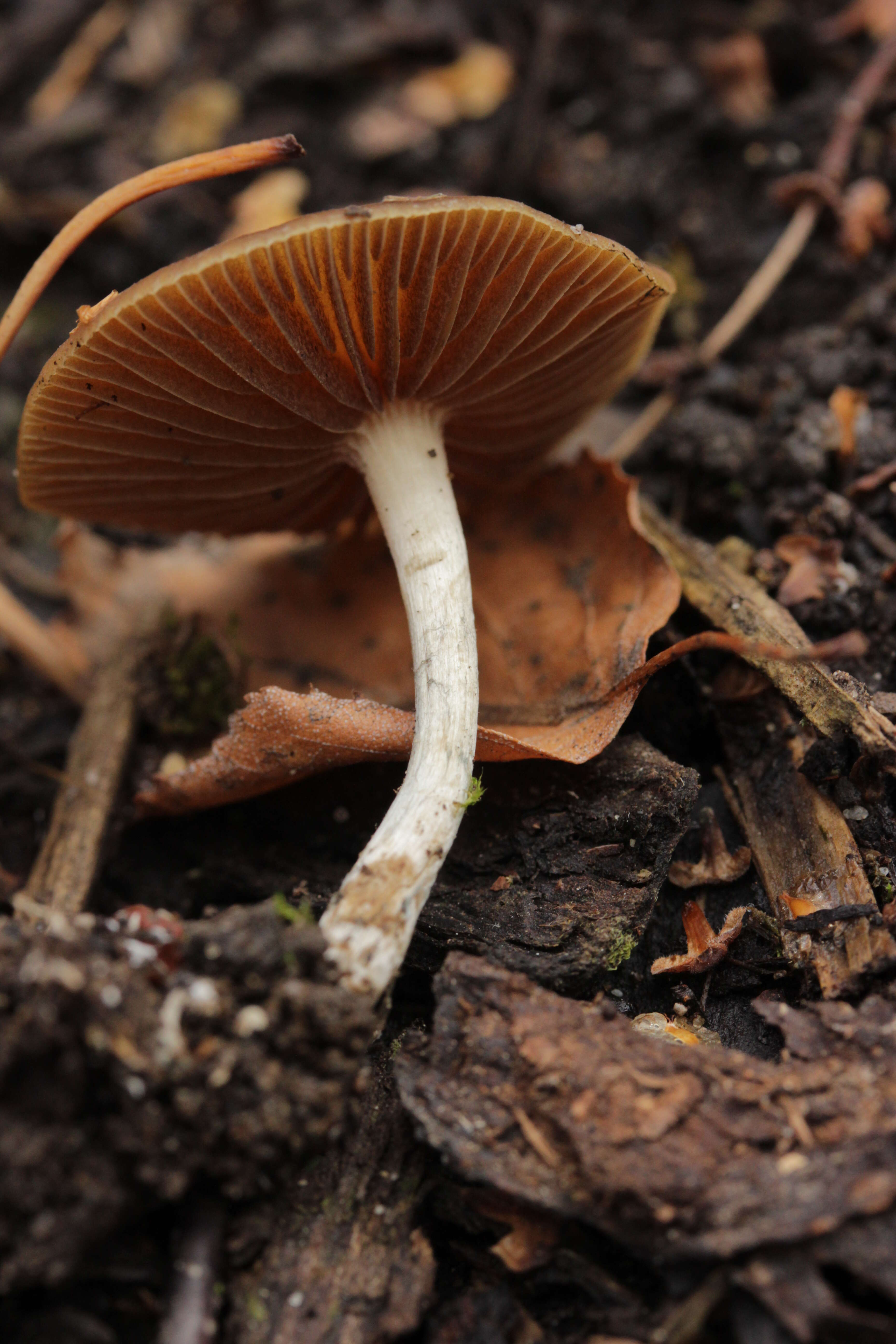 Psilocybe cyanescens Wakef. 1946的圖片