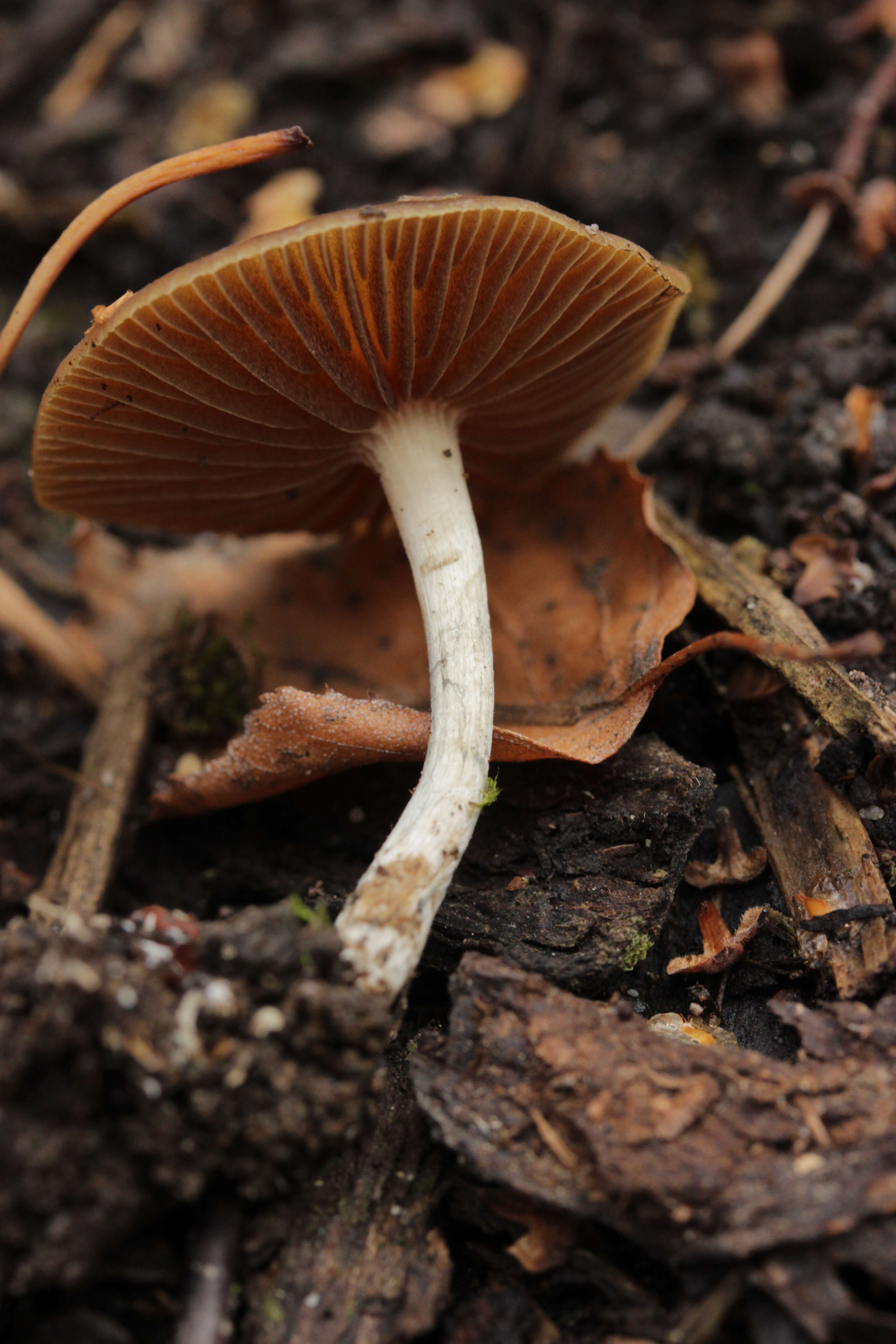 Psilocybe cyanescens Wakef. 1946的圖片