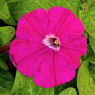 Image of petunia