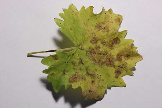 Image of wine grape