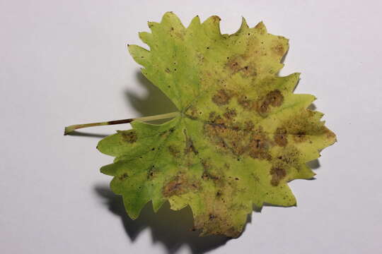 Image of wine grape