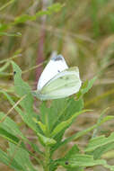 Image of small white