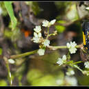 Image de Scaptesyle bicolor Walker 1864