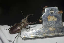 Image of Lucanus maculifemoratus Motschulsky 1861