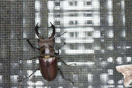 Image of Lucanus maculifemoratus Motschulsky 1861