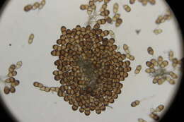 Image of Puccinia helianthi Schwein. 1822