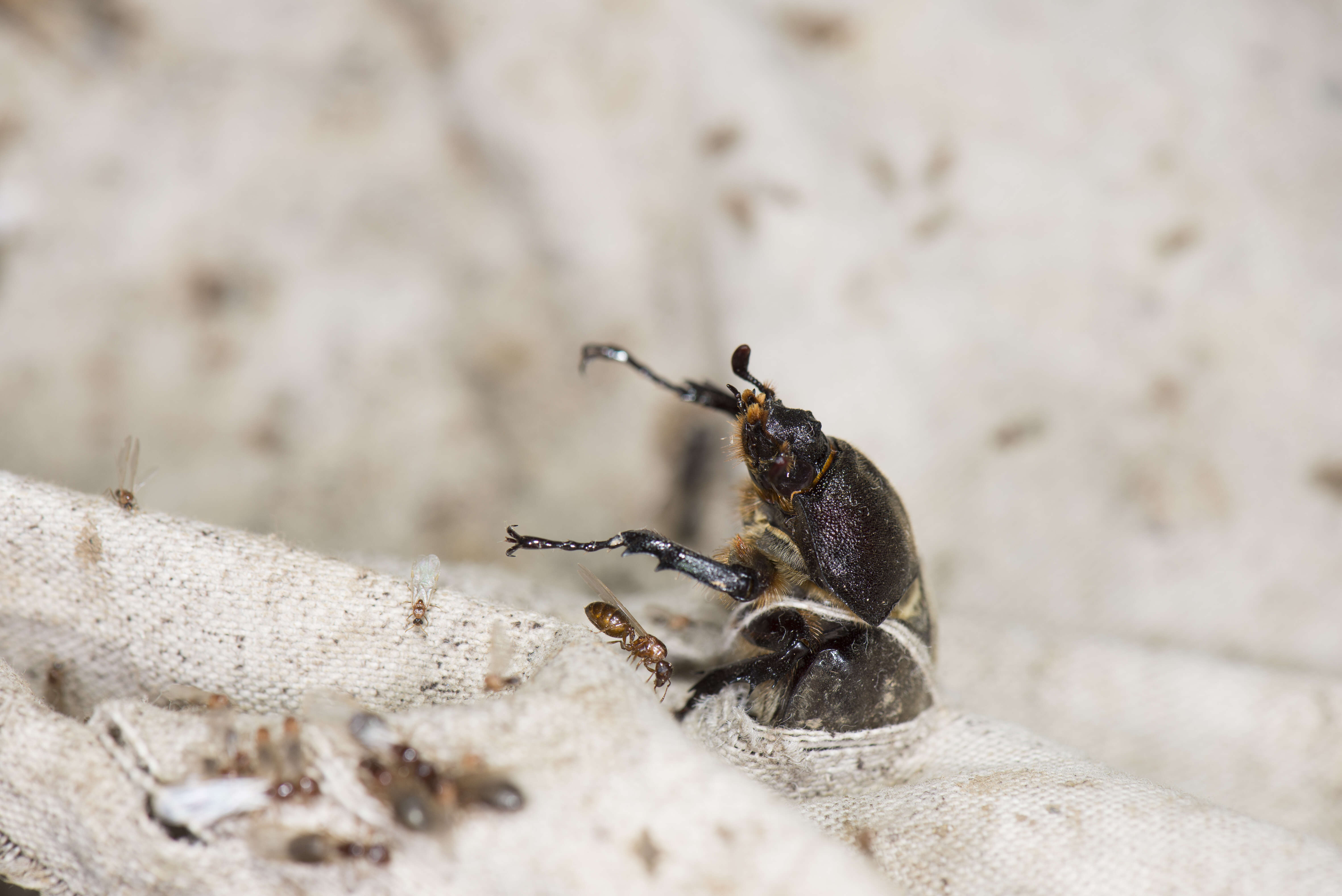 Image of Japanese rhinoceros beetle