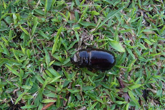 Image of Asian rhinoceros beetle