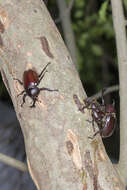 Image of Japanese rhinoceros beetle