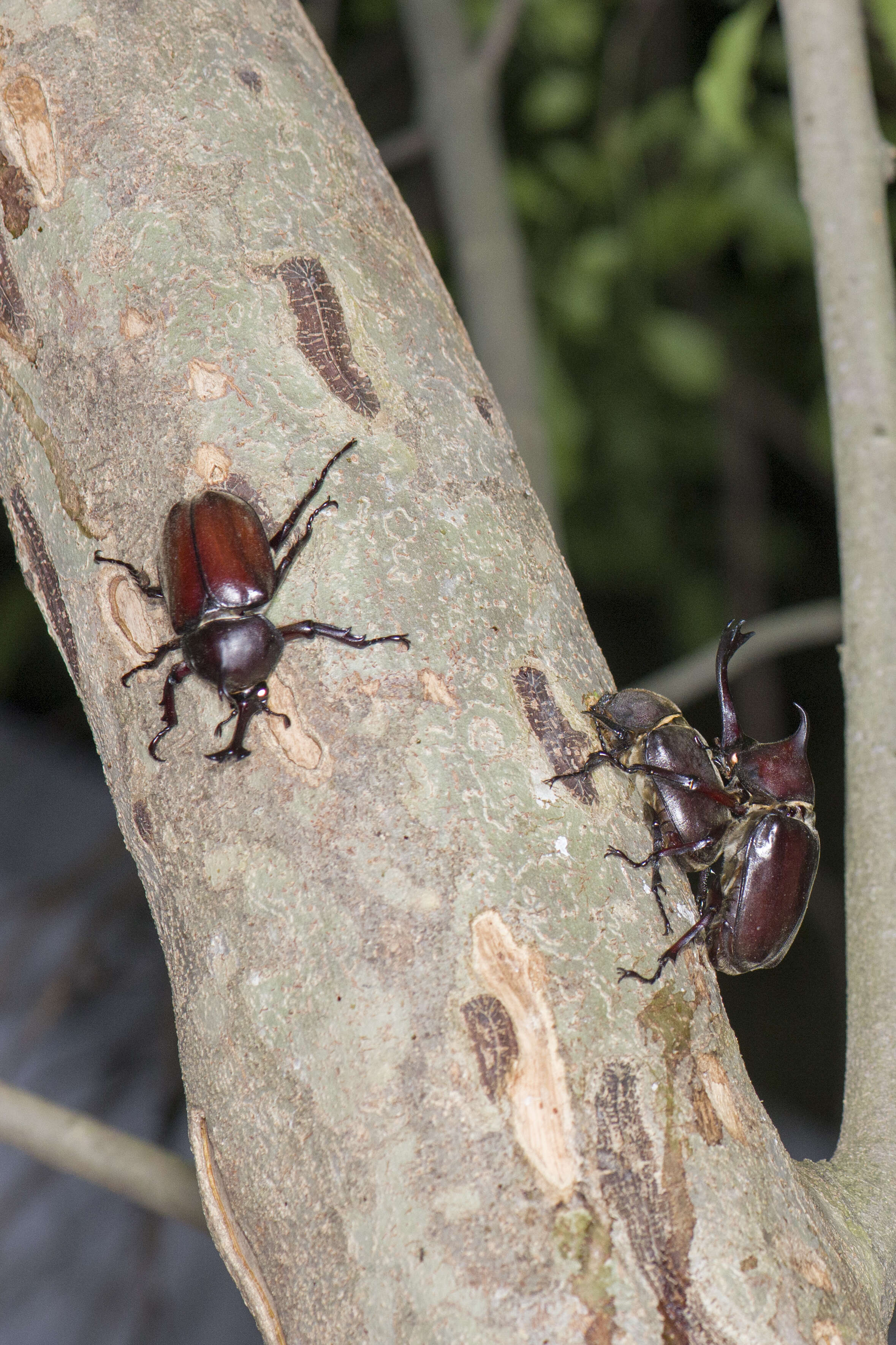 Image of Japanese rhinoceros beetle