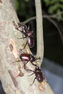 Image of Japanese rhinoceros beetle