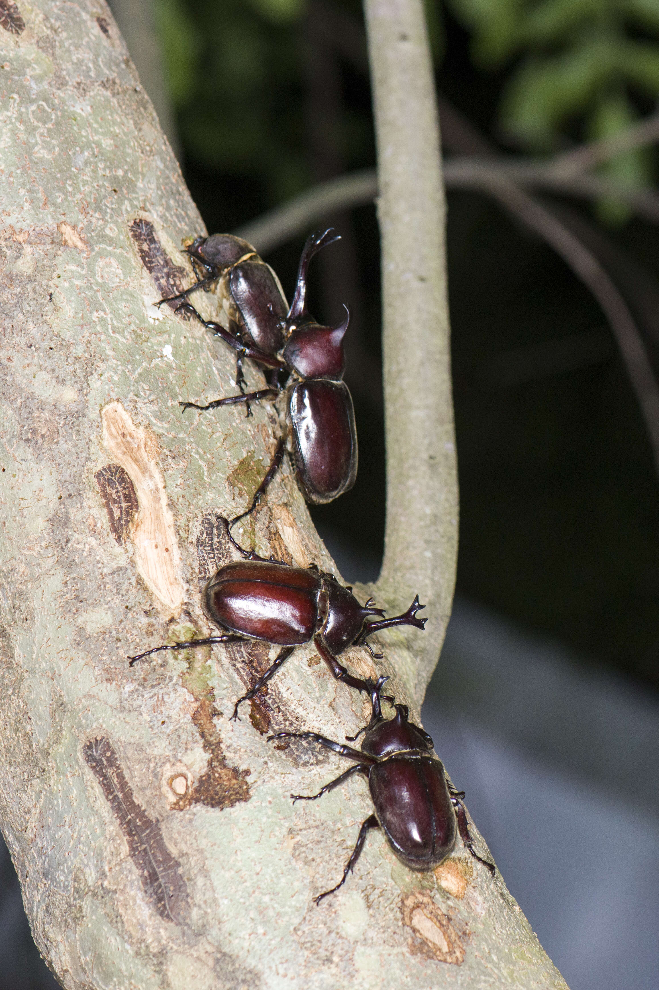 Image of Japanese rhinoceros beetle