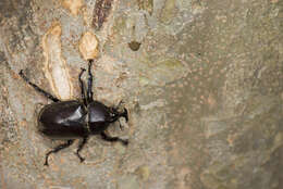 Image of Japanese rhinoceros beetle