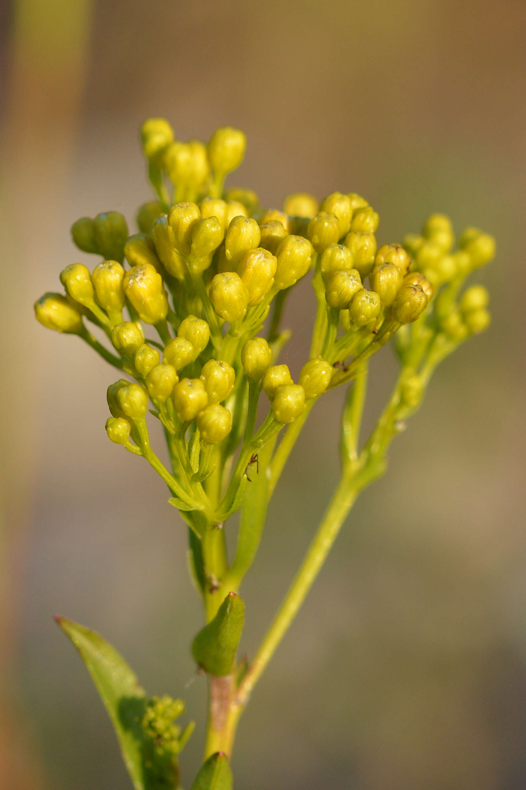 Image of Ohio Goldenrod