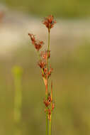 Image of Smooth sawgrass